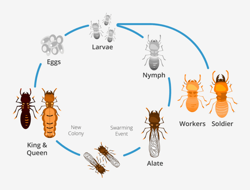 life-cycle-871x1024